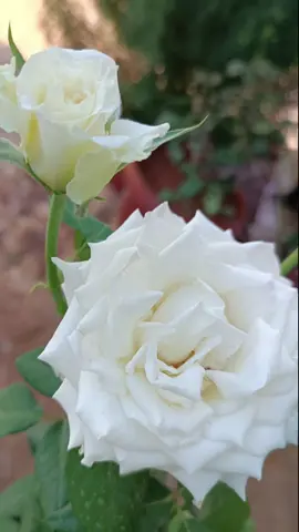 اكشخ  اكشخ 🥰 