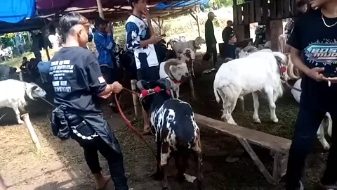 hiburan tukang ngarit😁