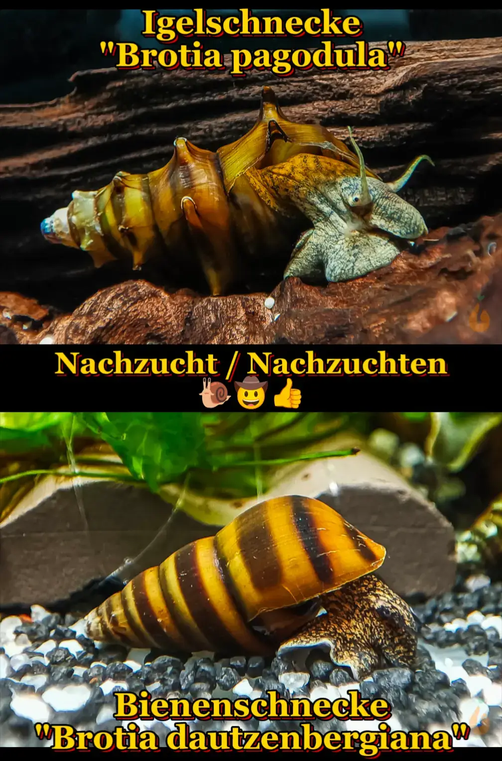 Mit Freude darf ich verkünden, dass mir die Vermehrung beider Brotia Aquariumschnecken Arten geglückt ist: 🐌 Bienenschnecke / Gestreifte Turmdeckelschnecke | Brotia dautzenbergiana 🐌 Igelschnecke / Stachelige Turmdeckelschnecke | Brotia pagodula Ich habe mehrere Babyschnecken in unterschiedlichen Aquarien, ein paar wenige kann ich aktuell auch an Euch weiter geben. Ein Zuchtbericht wird es dazu in naher Zukunft auch noch geben.  ▶️ Igelschnecke 