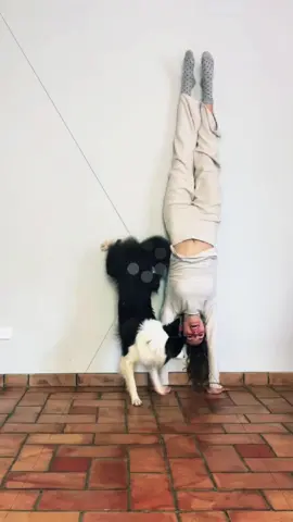 #america #dogs #fyp #BorderCollie #lovedog #amazing