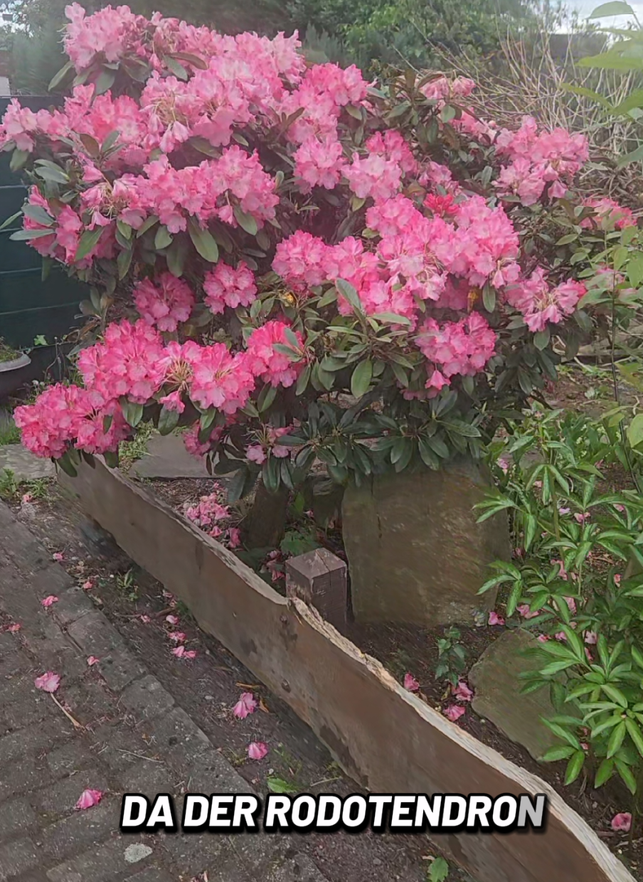 #rododendron #spring #meme #memestiktok #spaß #busch #rodotendron 