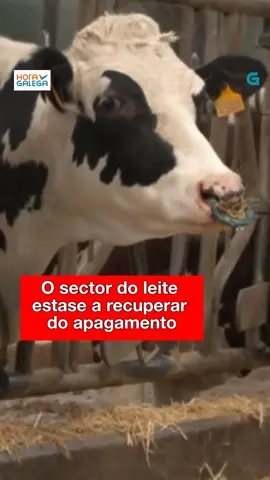🐄 O sector do leite sufriu perdas económicas importantes o día do apagamento, e nalgúns sitios, como nesta granxa de Carballo, aínda se están recuperando @hora.galega  #Galicia #galego #TVG #AGalega #AGalegaGAL