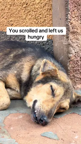 Link in bio to help #streetdog #streetdogs #explore #foryoupage #f #foryou #foryoupag #pet #petlover #rescue #rescuedog