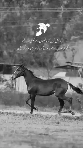 part 260 |hanji 🌼 #Foryoupage #FYP #Viral #HorseTok #MajesticHorse #AttitudePoetry #UrduShayri #GallopingPoetry #pandohorse #PakistanPoetry #PoetryTok #DarkPoetry #sigmaattitude #lines #attitudepoetry #horseattitude
