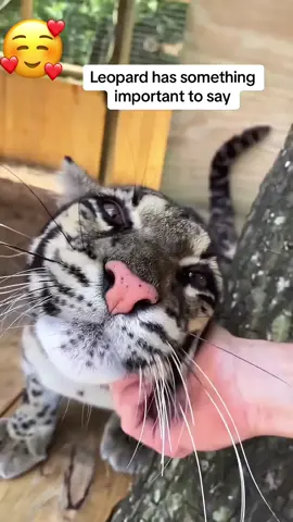 Big Cat Core#animalsoftiktok #animals #animales #bigcats #wholesome