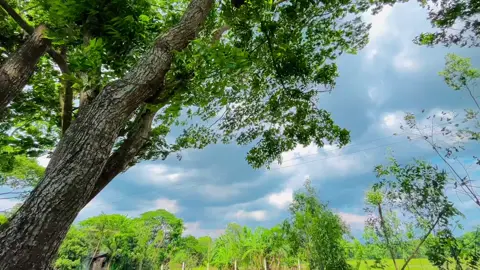 Hmm... 😌❤️‍🩹🌸 . . . . . #explore #foryou #naturevibes 