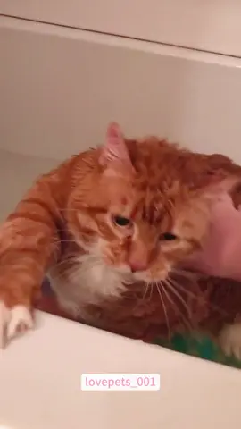 My cat can talk.#cats #cutecats #foryou #funnytiktok #funnyvideos #usa #funnyanimals #fypシ #cute #funnycat #catlover #funnypets #viral #funny 