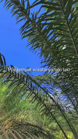 #capcup#tempat #wisatanya#anaksawit #petanisawit🌴 #4u 