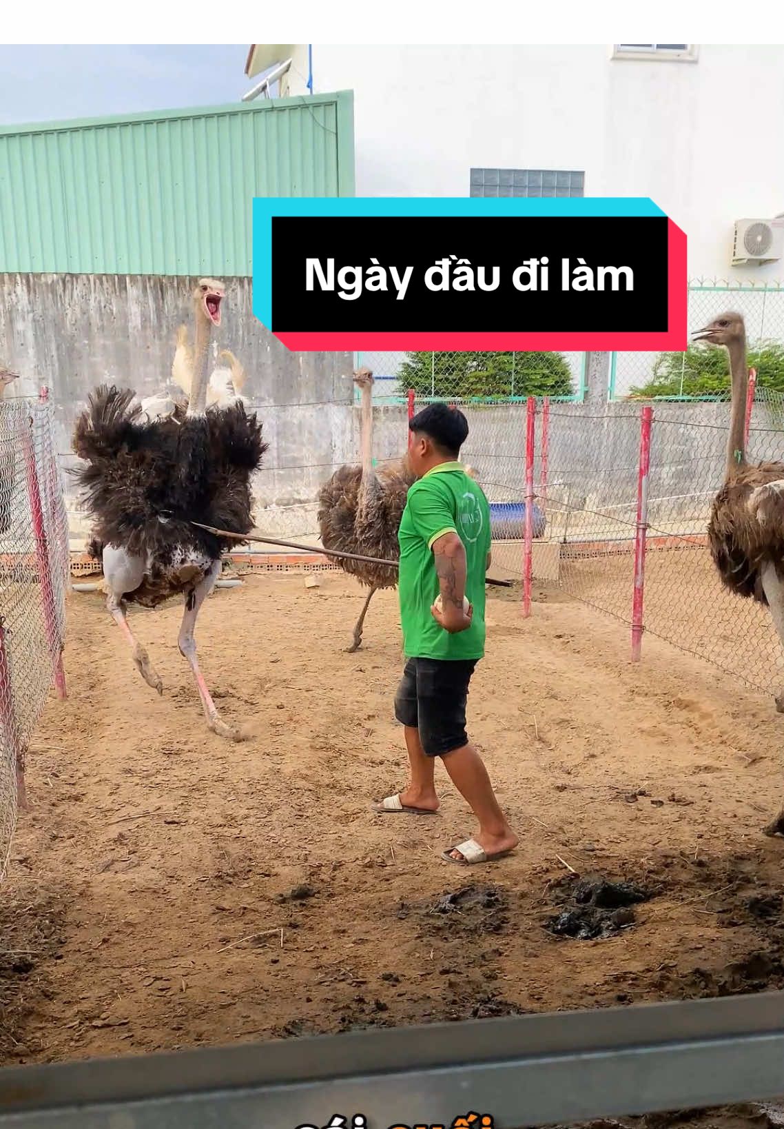 Anh em nào muốn thử trứng nhắn tui nha 😗😗 #channuoi #dadieu #giaitri 