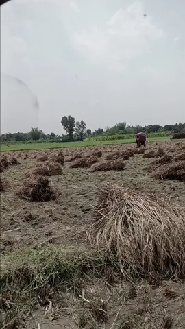#এই ধানই আমাদের বেঁচে থাকার মূল কারন🥺🙂