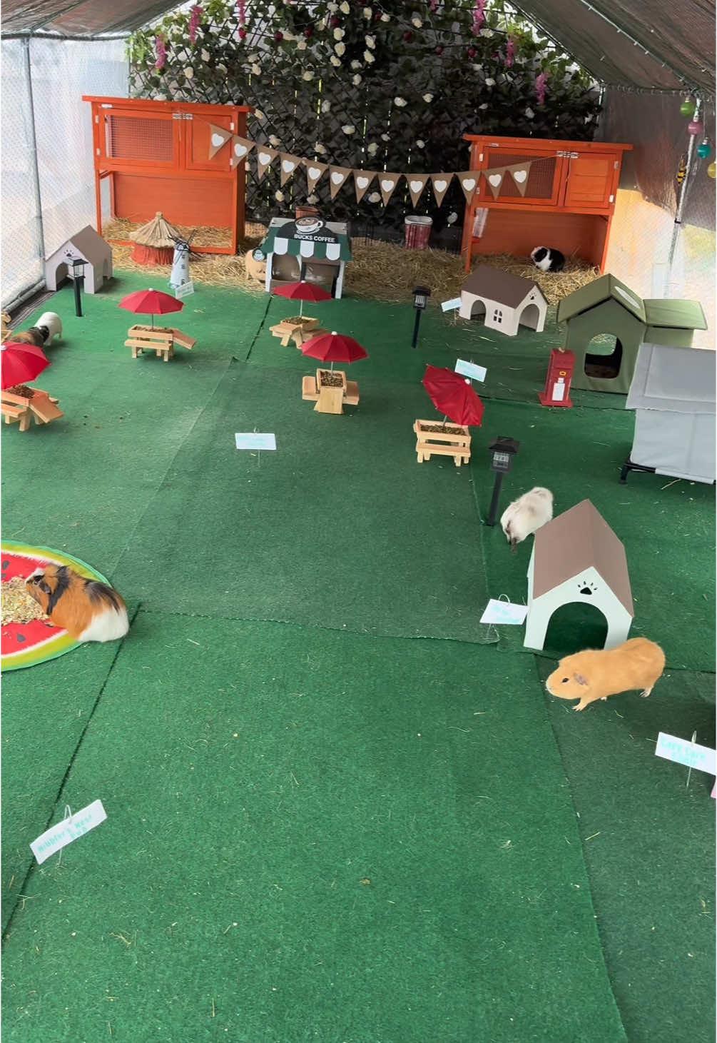 A beautiful morning in the Little Critters Village 🌿☀️ The piggies are already busy exploring their cozy homes, enjoying the fresh air and munching on their breakfast 🐾💚 #GuineaPigVillage #LittleCritters #GuineaPigLife #PetLovers #SmallAnimalParadise #GuineaPigAdventures #FurryFriends #GuineaPigCare #BackyardVillage #AnimalTherapy 