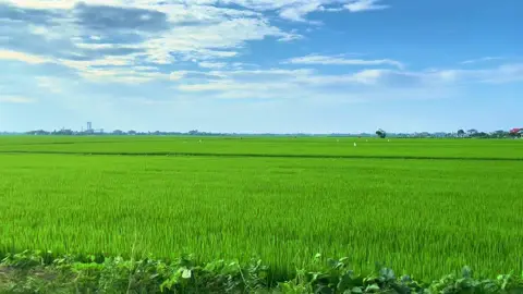 Nhìn cánh đồng lúa biết ngay là quê ở đâu☺️#xh #viral #yenbinh #thaibinh 