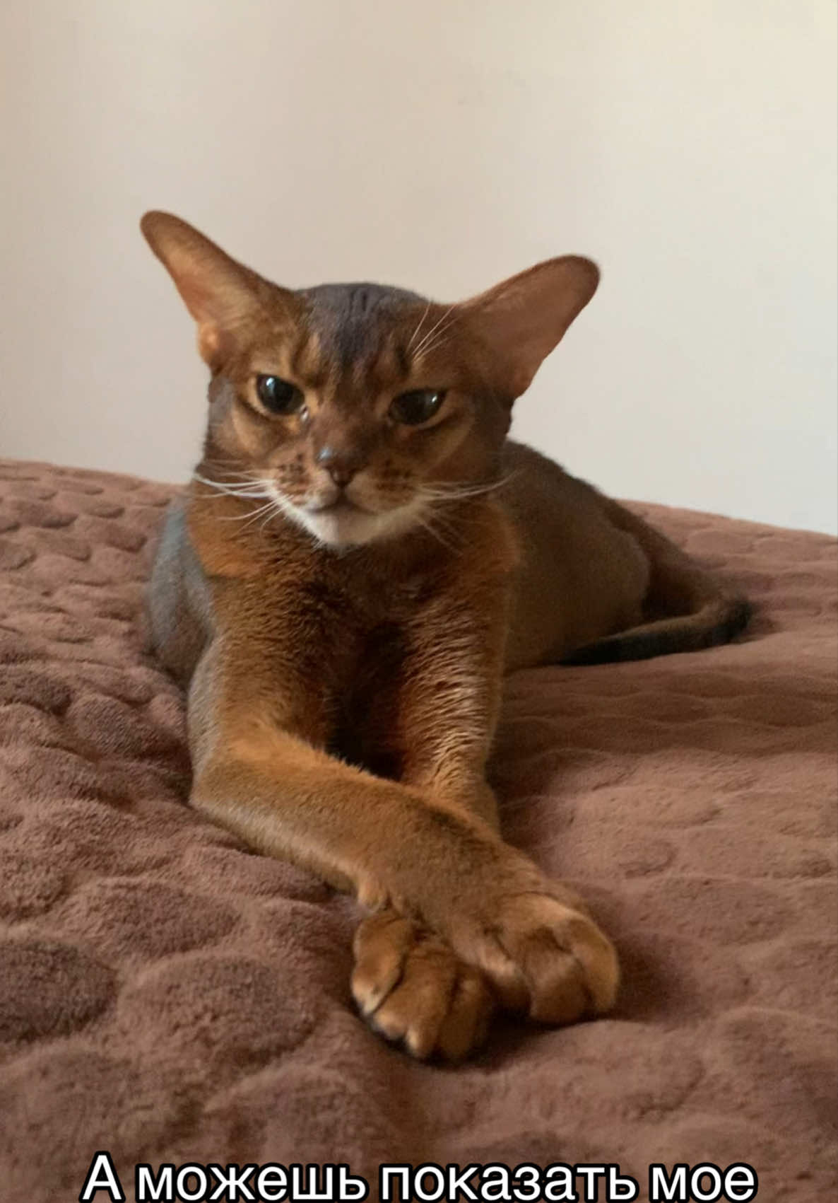 #abyssiniancat #абики #abyssinian #мемы #abycat #cute 