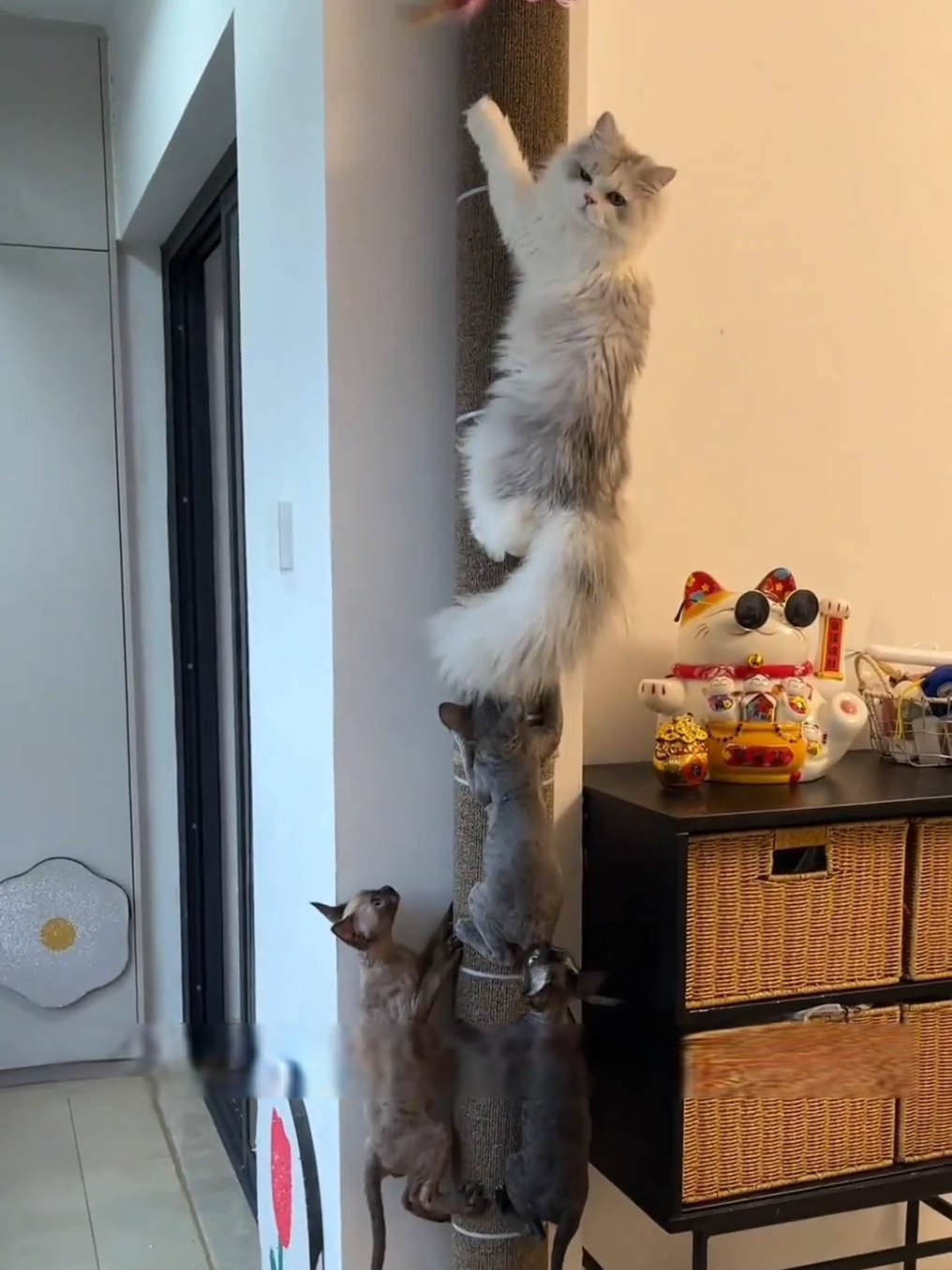 Trả lời @hoalinh1747 sen làm cái cột cho pet đu đi #thucung #meo #handmade #cat #DIY #phukienmeo #MEODAOCHOI #CATSWALKVN #vietnam 