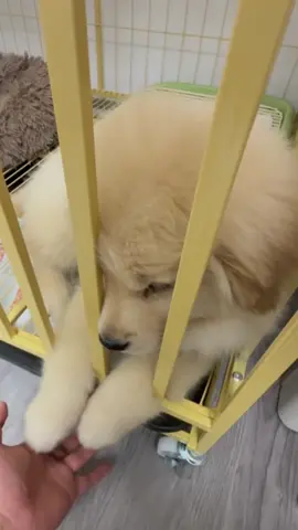 funny little paws🐾❤️🥰💕#cutedog #goldenretriever #puppy #doglover #cutepet #cunyeu #fyp 