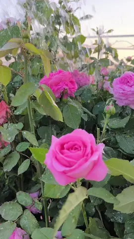 اللهم اني استودعك ما لا يعلم به أحد ، اللهم اني وكلتك أمري كله ، فاجعل لي في كل هم فرجاً ، وفي كل ضيق مخرجاً، وفي كل عسر يسرًا ، و ارزقني راحة تسكن بها روحي و تطمئن بها نفسي ، فإنك على كل شيء قدير🤎.#🖤🖤🖤🖤🖤🖤🖤🖤🖤🖤🖤🖤🖤🖤 