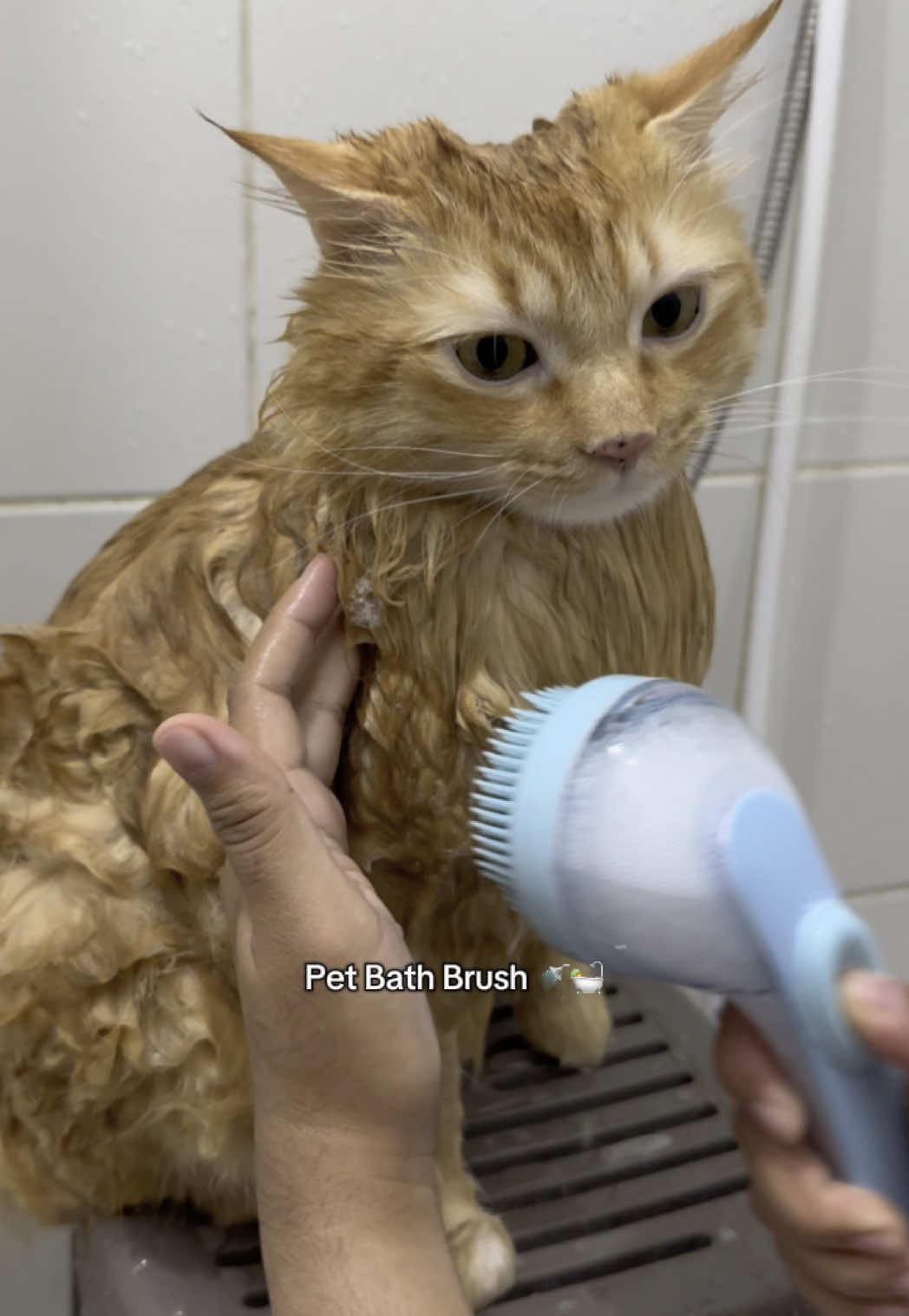 Elevate your grooming with this bath brush 🛁🧼 #petbathbrush #petgrooming #petessentials #catsoftiktok #PetsOfTikTok #bathtime #fyp 