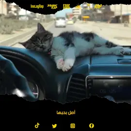 💫 أصل بحبها  @ARROW YM  #Raportage #trending #rap #foryou #viral 