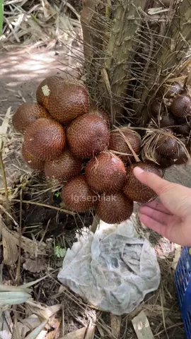 Panen salak madu🌝#petanisalakmagelang #salaksrumbung #panenbuahsalak #salakmadu #magelang24jm 