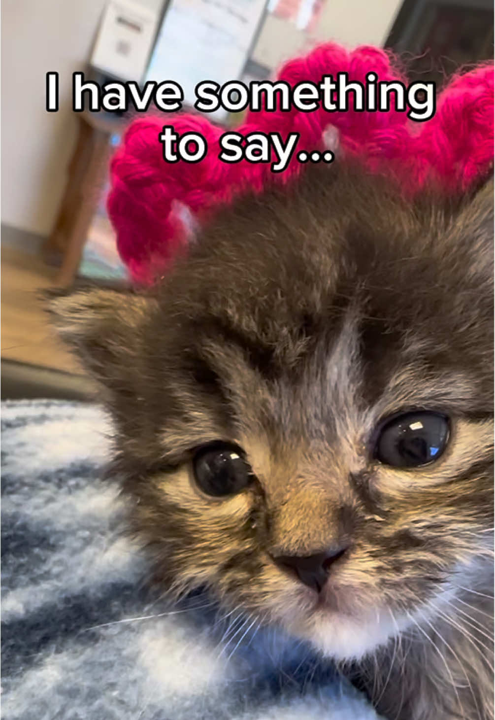 This kitten has something to tell you!!!