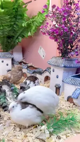 Gà rutin sinh sản  #garutin #thucung #haimoclam 