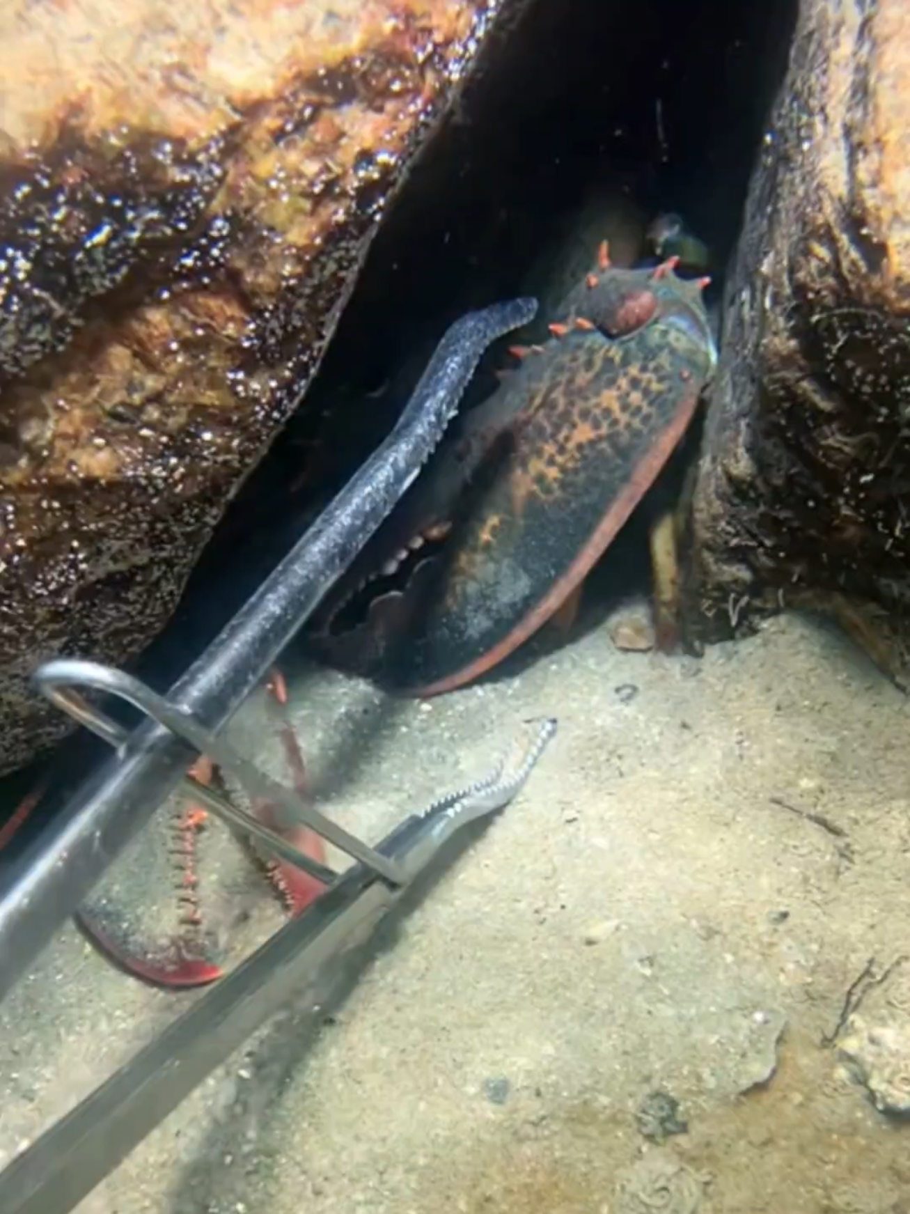 #diving #crab #catchthesea #seaside #seafood #fish #eel #lobster #seangsolofishing 