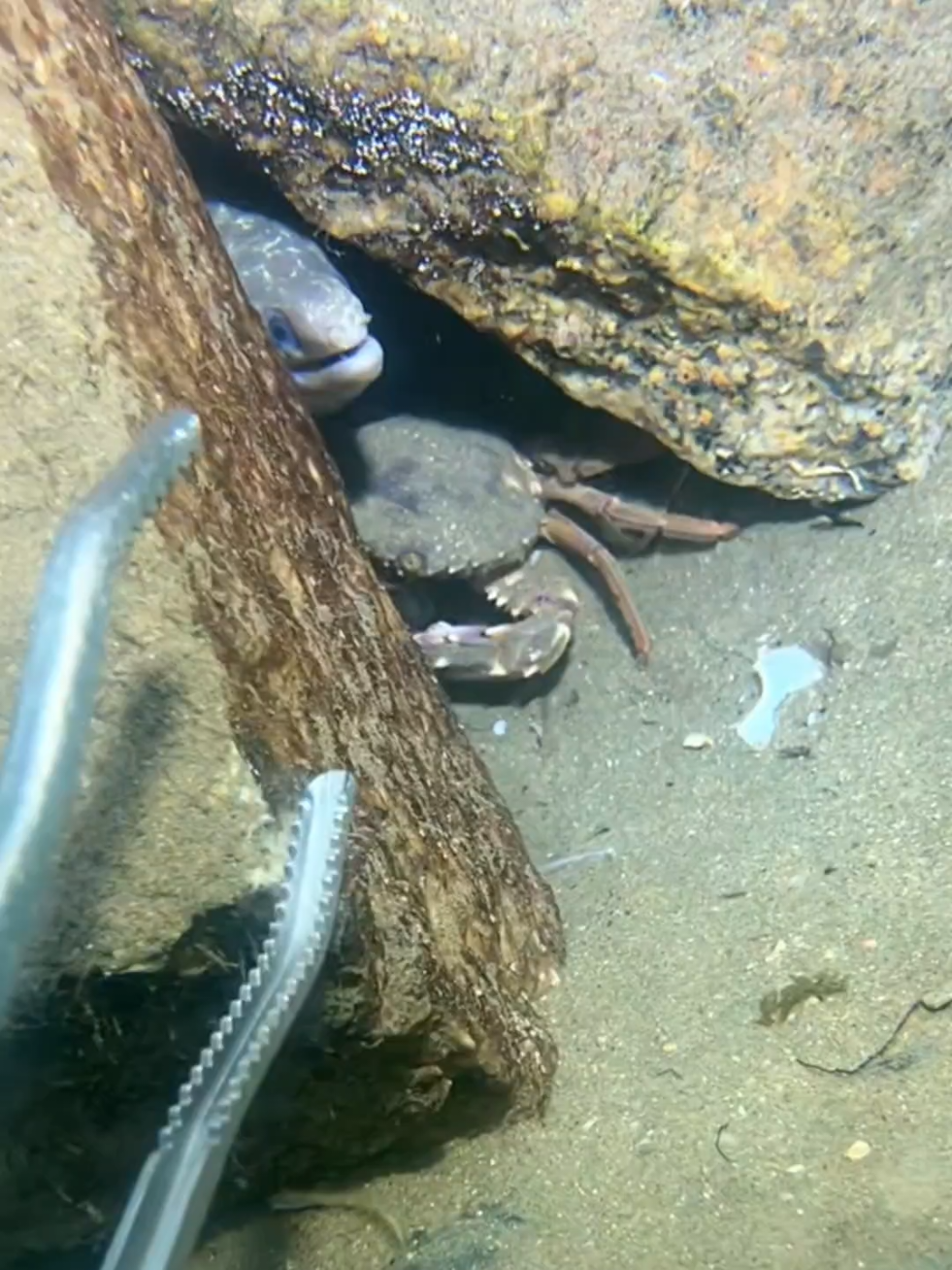 #diving #crab #catchthesea #seaside #seafood #fish #eel #lobster #seangsolofishing 