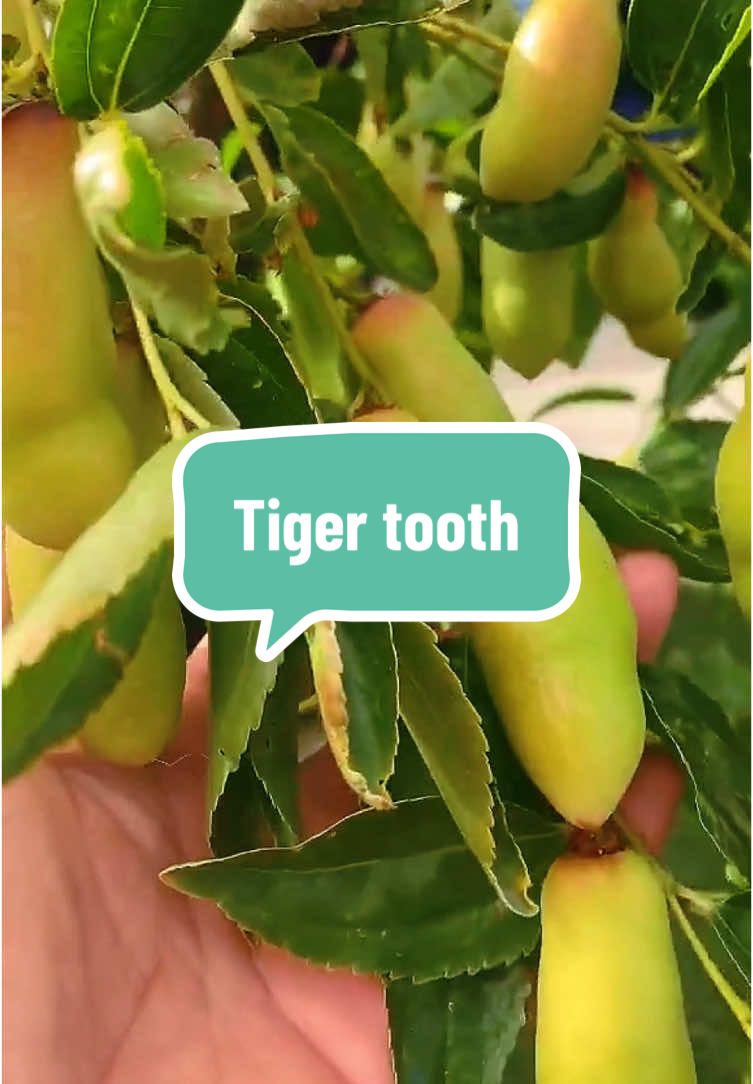Táo tàu tiger tooth, quả đậu sai đếm không xuể #taotau #tigertooth #taotautigertooth #caytaotau 