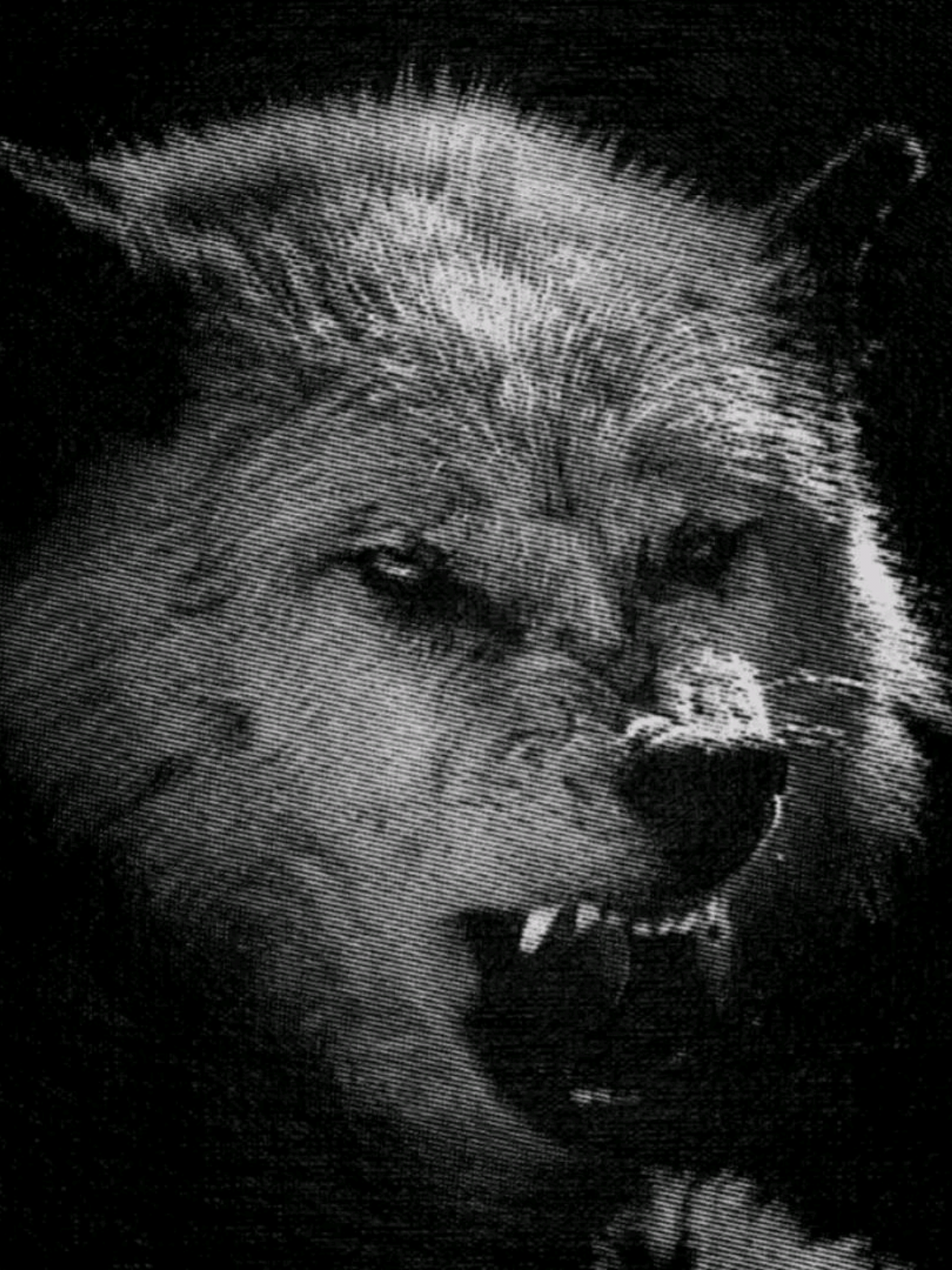 Parte 3 | Mi alma animal en otra vida. 🐺 #Edit #lobo #edits #wolfedit #animaledit #loboedit #viraledit 