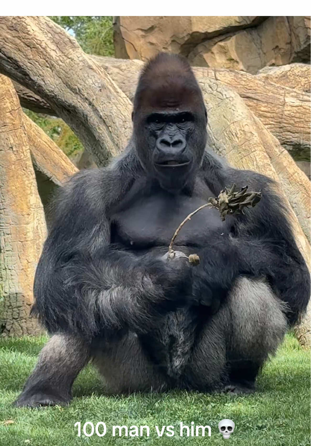 I dont think that 100 man can do him something fr #gorilla #fy#viral#100manvs1gorillas 