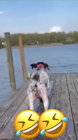 🤣🤣#dogsoftiktok #catsoftiktok #PetsOfTikTok #animal #voiceover #funny #funnyvideos #foryou #viralvideo 