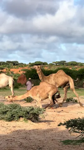 Halkaas waxbo ka dhacay😂🙈