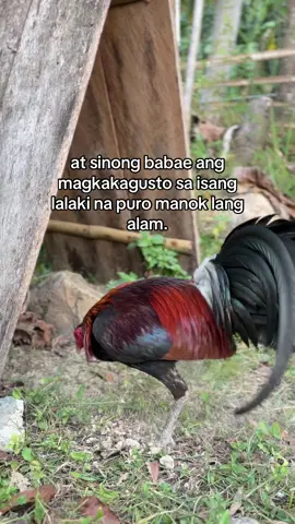 hahahaha #muntingmanukan #backyardbreeders #contentonly #batangsabungero #wpc #fyp #fyppppppppppppppppppppppp 