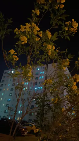 أنت الذي أخاف أن تؤذيه الحياة فيتأذى قلبي🤎🤍                                             #بسمايه_مول_بسمايه_اكسبلور🌚🦋💞 #capcutvelocity #CapCut #بسمايه #🌷 #ستوريات 