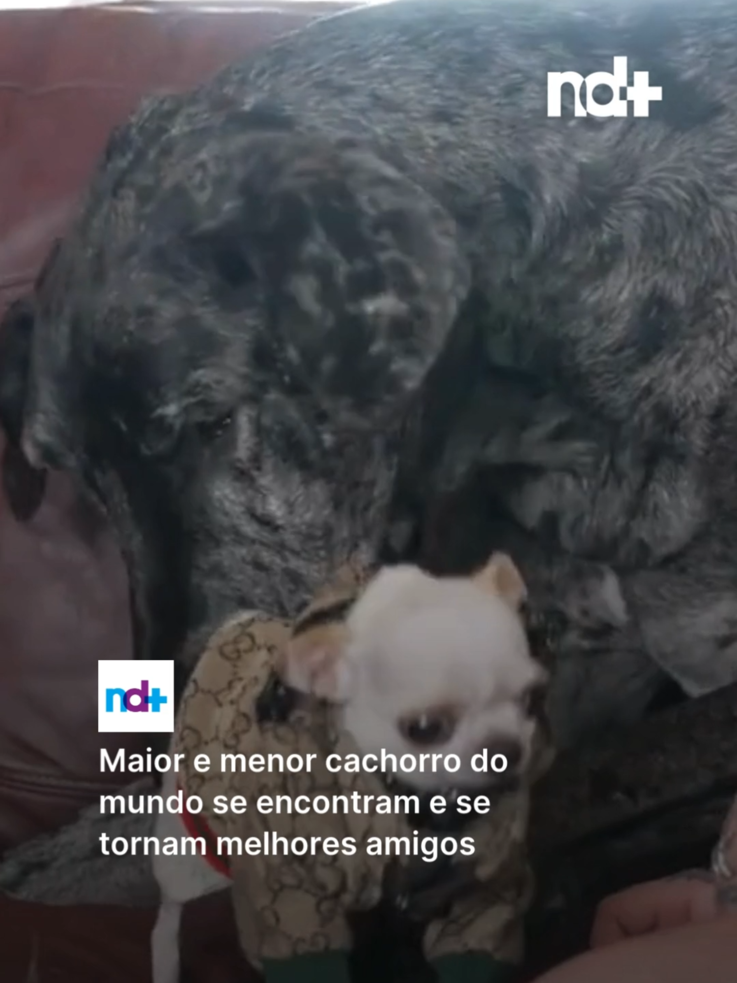 Um encontro inusitado e adorável aconteceu no início de abril, nos Estados Unidos, reunindo o maior e o menor cachorro do mundo, de acordo com o Guinness World Records. Reginald, ou apenas Reggie, um Dogue Alemão de impressionantes 1,007 metro de altura, e Pearl, uma chihuahua de apenas 9,14 centímetros, protagonizaram um momento único, provando que amizades podem nascer em qualquer tamanho. O encontro aconteceu em Idaho Falls, na casa da família Johnson, onde vive Reggie, para evitar que o grandalhão enfrentasse um voo. Pearl viajou da Flórida junto de sua tutora para conhecer o novo amigo canino. O primeiro contato entre eles foi cheio de carinho. Reggie, conhecido por sua doçura e calma, mostrou toda sua gentileza ao se aproximar da chihuahua, que, apesar de pequena, tem personalidade de sobra. 🎥 Guinness World Records/Youtube/Reprodução #NDmais#santacatarina#notícias#animais#guinnessworldrecords