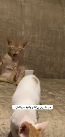 #الشعب_الصيني_ماله_حل😂😂 #fyp #اكسبلور #foryoupage #explore #cats #cat 