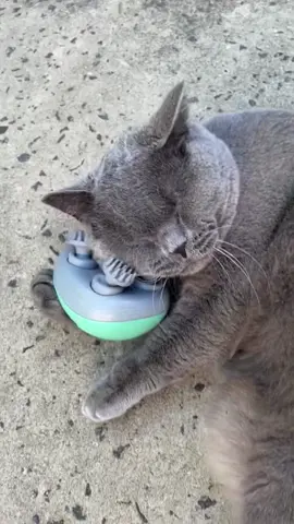 💆♀️🐾 **Two brains, one blissful gadget!** ✨ Meet our **Best-Selling Mini Smart Massager**—*now with a purr-fect twist for cats!* 😌🔌 This waterproof, kneading wonder soothes *your* scalp *and* doubles as a feline stress-melter. Win-win! 🧠💙  👉 **SWIPE** to see it in action:  ✅ **Gentle kneading** for human headaches *and* kitty cuddle time.  ✅ **Waterproof** = safe for bath-time relaxation or post-play wipe-downs.  ✅ **Sky-blue chic**—because even massagers deserve to be Insta-worthy. 📸  💬 Comment “MASSAGE” to treat yourself *and* your cat to next-level zen! 🐱🧘♂️  🛒 **12,000+ happy users** can’t be wrong—tap the link in bio!  ✨ **Use code NIOPETS10 for 10% off!** 🎉  #PetTech #HumanAndCat #SmartMassager #StressRelief #CatLovers #HomeSpa #WaterproofDesign #DualPurpose  —  **P.S.** Warning: Your cat might claim it as *their* personal therapist… and demand hourly sessions. 😼💆♂️