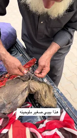 هذا شن دنبه البيبي 