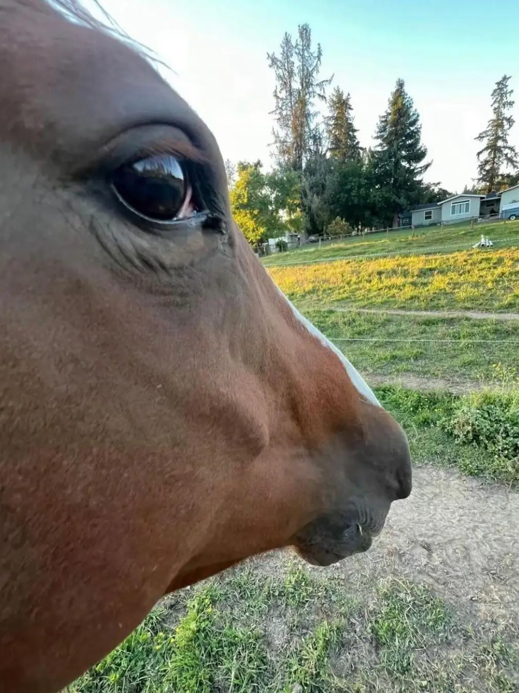 #horses #cowboy #cowgirl #fyp #fypシ #foryou #foryoupage #funnyhorse #sideeye #lazy #slideshow #photodump #meme #funny #shitpost #mutuals #coldcases #truecrime #mystery 