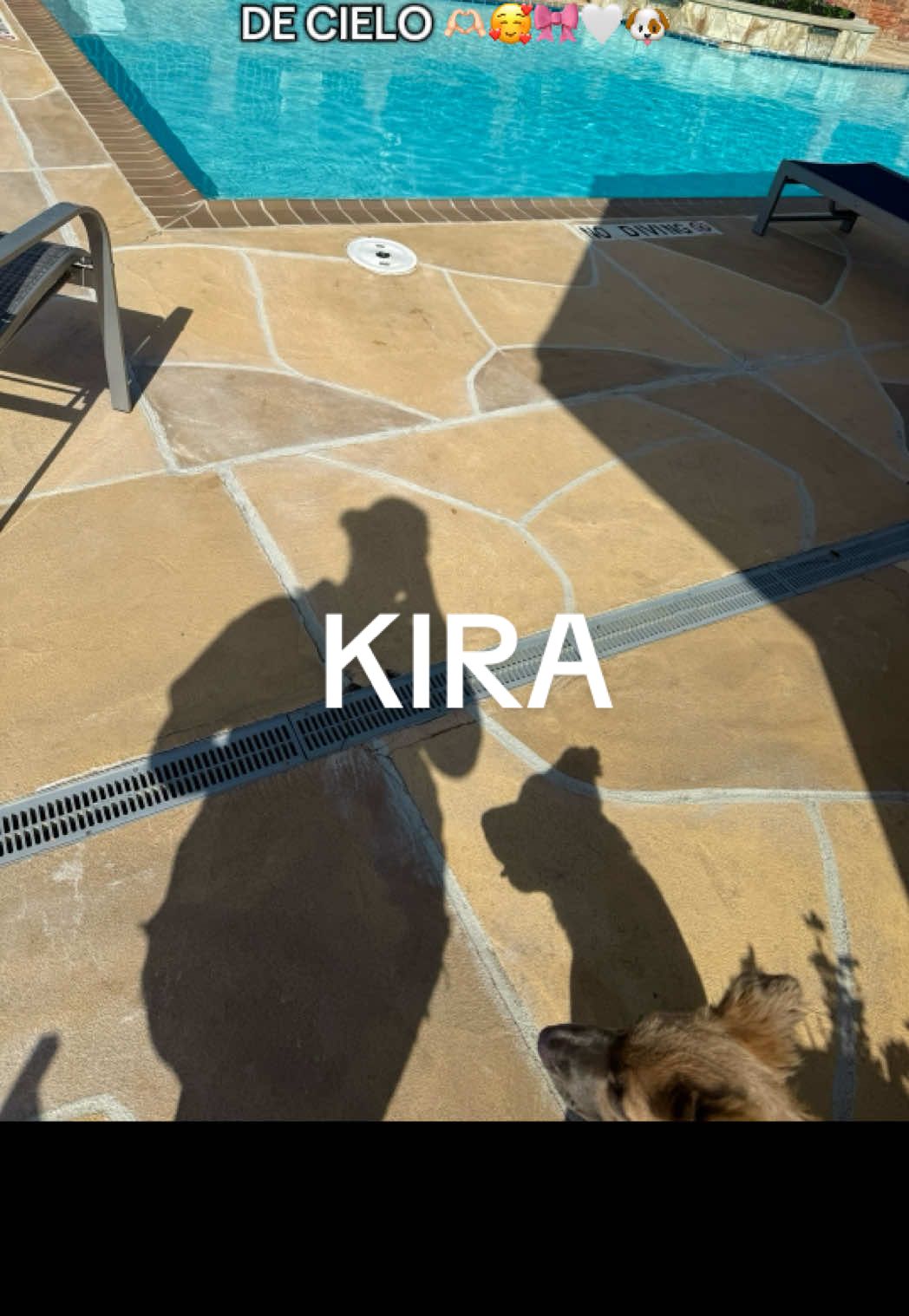 Mi pedacito de cielo 🫶🏻🥰🤍🎀🐶!!  Te amoooo💘🐶🎀 #kira #dog #puppy #puppytiktok #puppies #puppydog #mydog 
