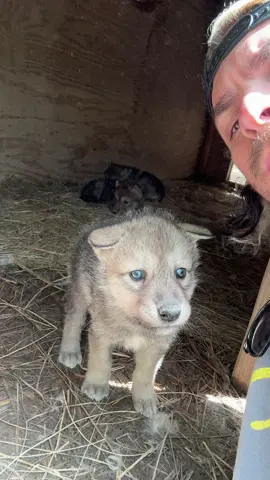 First howls 🥹😍😍