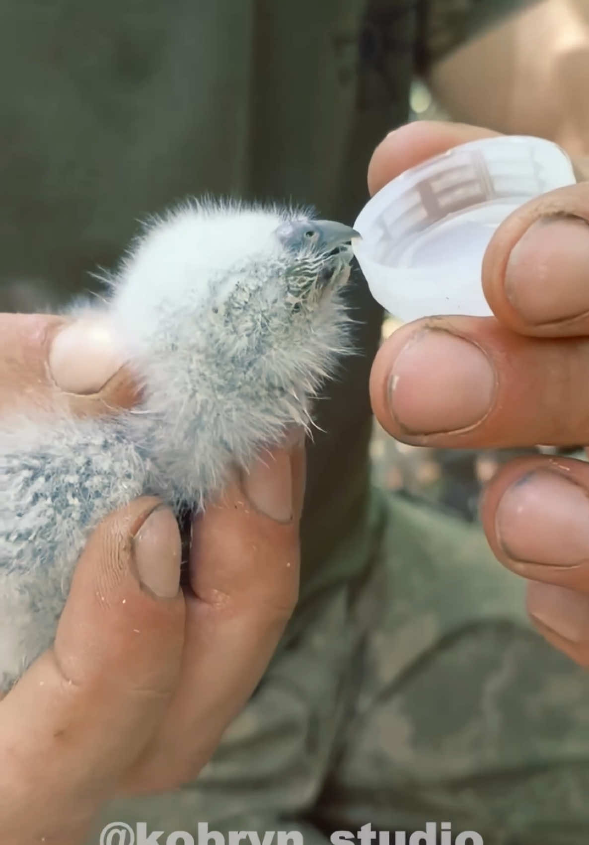 UKRAINIAN ANIMALS SERIES 76 🐃🐄🫏🪿🪱🐖🦮🐈‍⬛🐈🐕🐀🐍🐎🦅