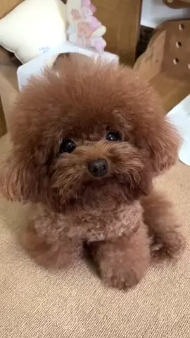 #cunyeu #fyp #dog #cute #pet #thucung #poodle #bunquystoc 