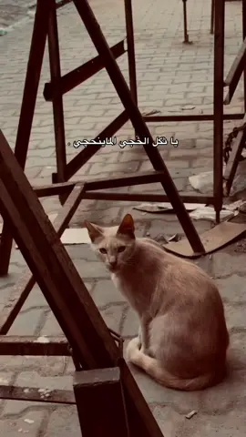 يا ثگله💔#شعر #viral #fyp #تصويري #f 