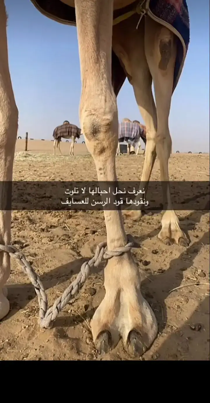 #شعروقصايد #الهجن❤️ #هجن_الشمال 