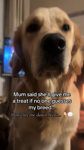 Hint: i not a golden 