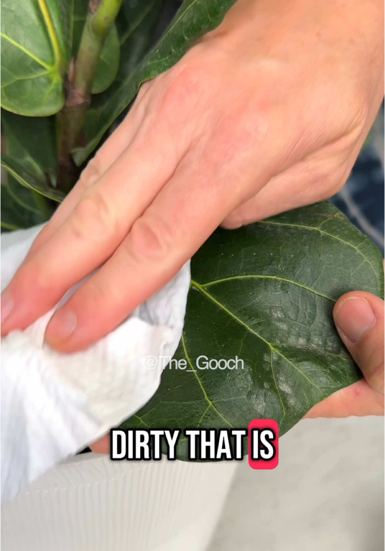Your plants will thank you for these Neem Oil Natural wipes to remove any debris, dust and water spots  #ad #plantwipes #neemoil #tiktokshop #tiktokpartner 