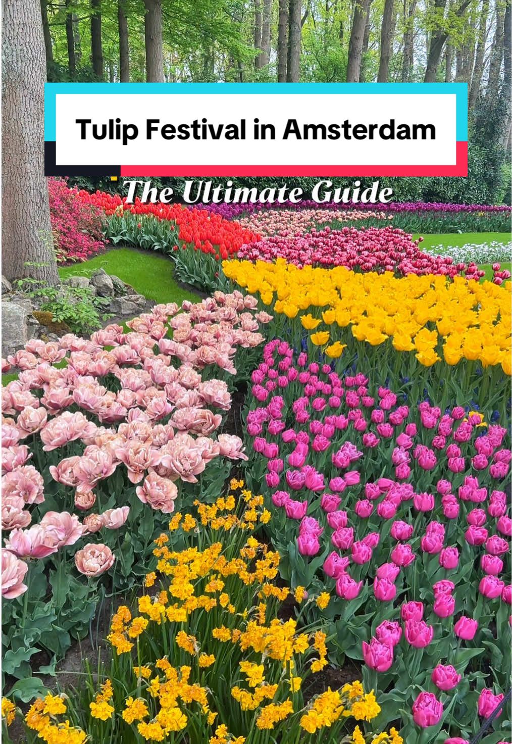 Here’s the ultimate guide for the Tulip Festival in the Netherlands! • Book the transport from Amsterdam and entry ticket to the garden for £27 using this link: https://gyg.me/p9SkxaXr (take a screenshot, copy and paste in your browser or just DM me for the link)  • • • #cadeltales #londonblogger #tulipfestival #londonfood #thingstodoinamsterdam #tulipgarden #keukenhof #indianineurope #londonfoodguide #amsterdamcity #londonexperience #halalfood #amsterdamfoodie #tulipfestivalamsterdam #streetfood #trending #dutchfood #londondatenight #reelsinstagram #tulipfields #amsterdamguide #reelkarofeelkaro #explorepage #centrallondon #foodreels #londonstreetfood #europetrip #londonactivities #londonlife #amsterdamtrip  [trip from London, Things to do in Amsterdam, Amsterdam Tulip Festival, Keukenhof Garden guide, Day trips from Amsterdam]