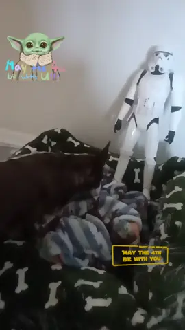 THANK YOU ALL for joining her live #tiktoklive #livehighlights #starwars #starwarsday #maythe4thbewithyou #DogTok #gremlinenergy #CoffeeClub #chihuahuasoftiktok #viral #xybca #dogsoftiktok 