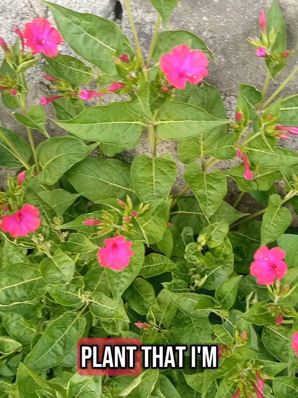 herb for dysentry and typhoid. #herbs  #naturalremedies #homeremedies 